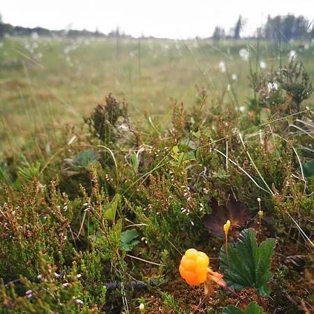 Kiekeronmaa Ruka